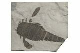 Eurypterus (Sea Scorpion) Fossil - New York #236964-1